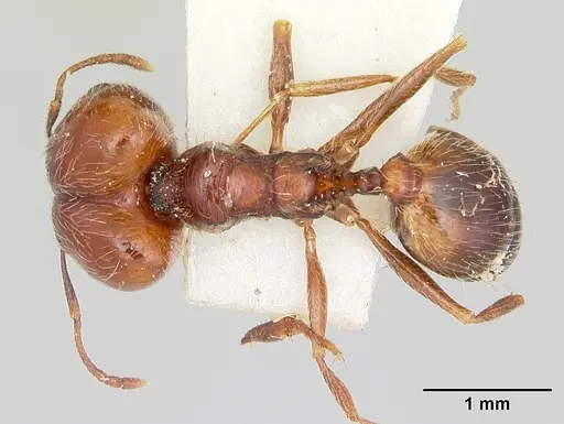 Pheidole macclendoni specimen CASENT0103470 image casent0103470_1