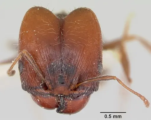 Pheidole macclendoni specimen CASENT0103470 image casent0103470_2