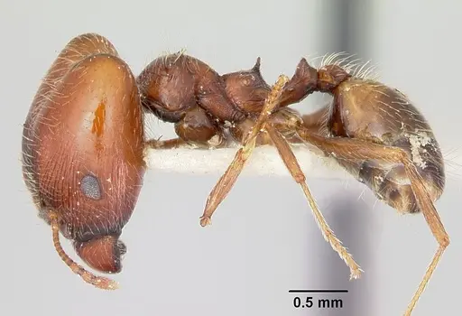 Pheidole macclendoni specimen CASENT0103470 image casent0103470_3