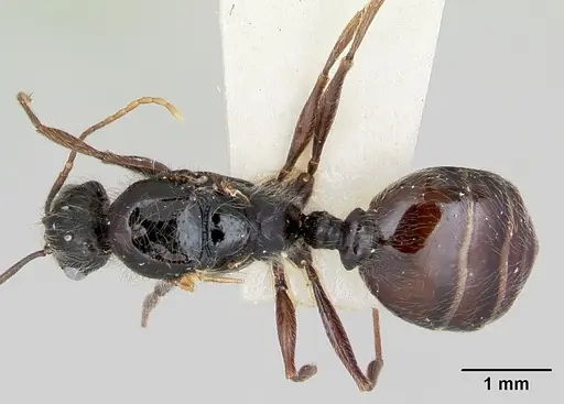 Pheidole macclendoni specimen CASENT0103471 image casent0103471_1