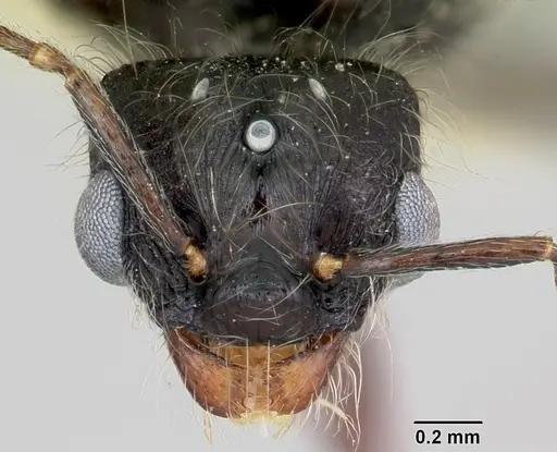 Pheidole macclendoni specimen CASENT0103471 image casent0103471_2