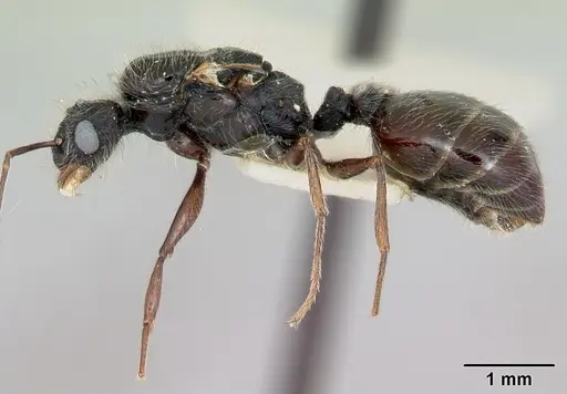 Pheidole macclendoni specimen CASENT0103471 image casent0103471_3