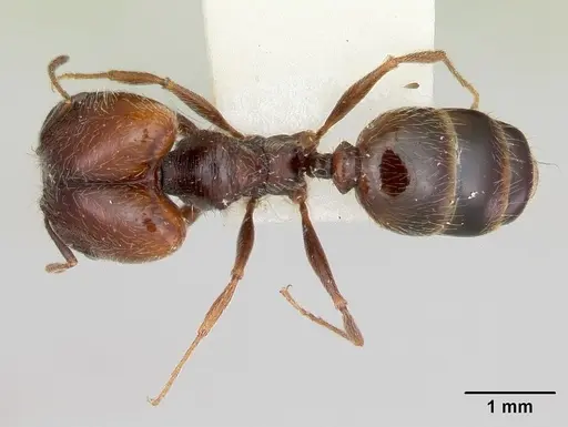 Pheidole macclendoni specimen CASENT0103473 image casent0103473_1