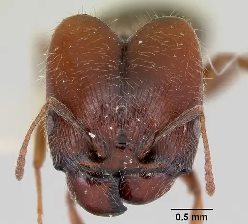 Pheidole macclendoni specimen CASENT0103473 image casent0103473_2