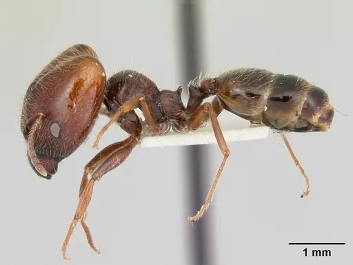 Pheidole macclendoni specimen CASENT0103473 image casent0103473_3