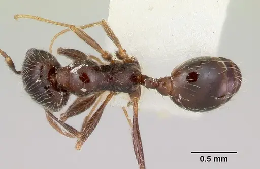 Pheidole macclendoni specimen CASENT0103474 image casent0103474_1