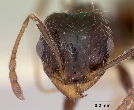 Pheidole macclendoni specimen CASENT0103474 image casent0103474_2