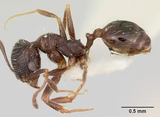 Pheidole macclendoni specimen CASENT0103474 image casent0103474_3