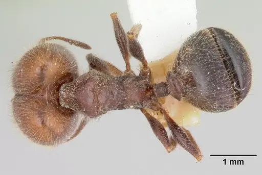 Pheidole macclendoni specimen CASENT0103475 image casent0103475_1