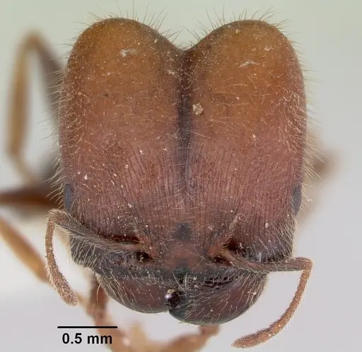 Pheidole macclendoni specimen CASENT0103475 image casent0103475_2