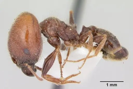 Pheidole macclendoni specimen CASENT0103475 image casent0103475_3