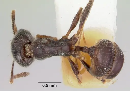 Pheidole macclendoni specimen CASENT0103476 image casent0103476_1
