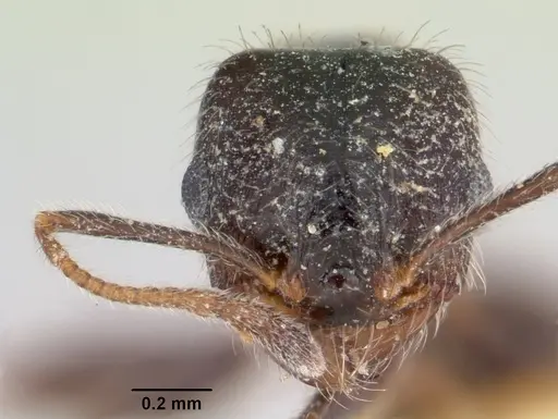 Pheidole macclendoni specimen CASENT0103476 image casent0103476_2