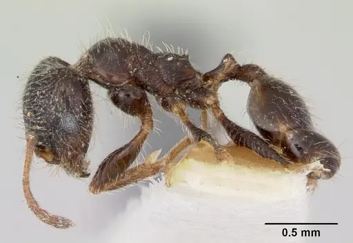 Pheidole macclendoni specimen CASENT0103476 image casent0103476_3