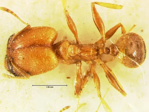 Pheidole macclendoni specimen CASENT0105648 image casent0105648_1