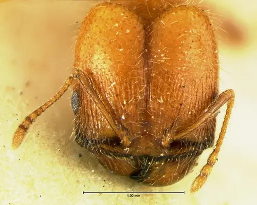 Pheidole macclendoni specimen CASENT0105648 image casent0105648_2