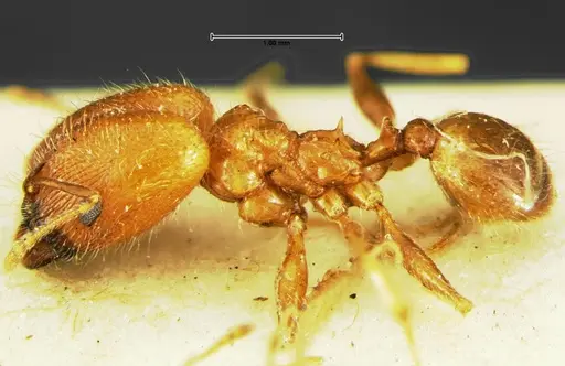 Pheidole macclendoni specimen CASENT0105648 image casent0105648_3