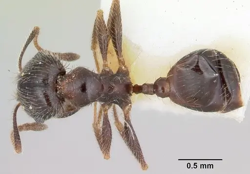 Pheidole macclendoni specimen CASENT0172622 image casent0172622_1