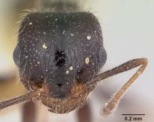 Pheidole macclendoni specimen CASENT0172622 image casent0172622_2