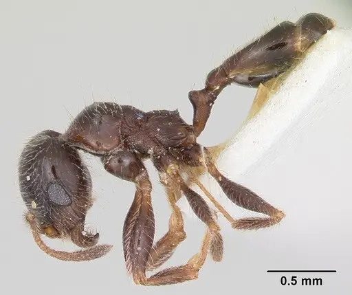 Pheidole macclendoni specimen CASENT0172622 image casent0172622_3