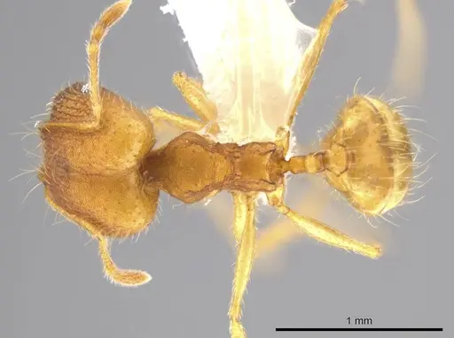 Pheidole machaquila specimen CASENT0614273 image casent0614273_1