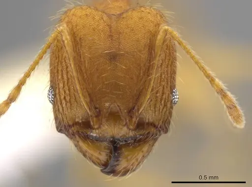 Pheidole machaquila specimen CASENT0614273 image casent0614273_2