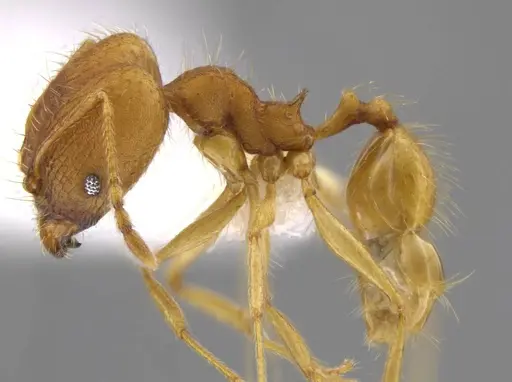 Pheidole machaquila specimen CASENT0614273 image casent0614273_3