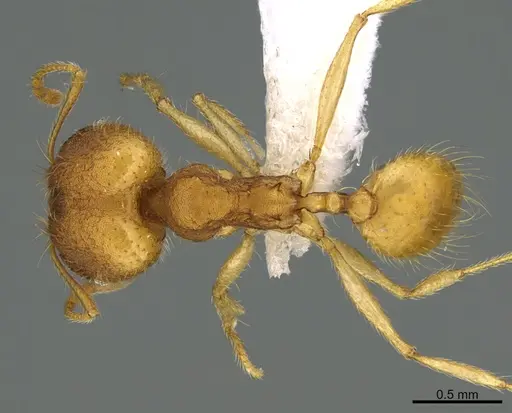Pheidole machaquila specimen CASENT0614274 image casent0614274_1