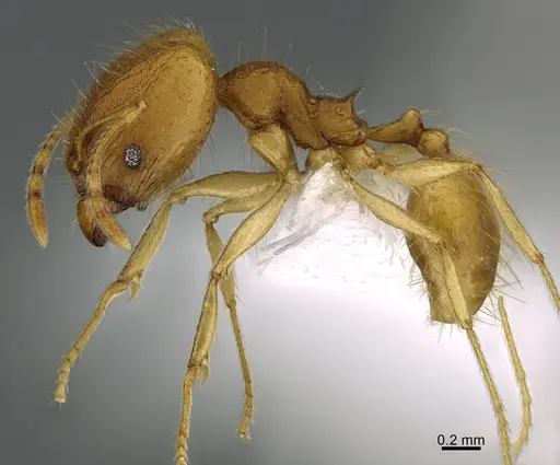 Pheidole machaquila specimen CASENT0614274 image casent0614274_3