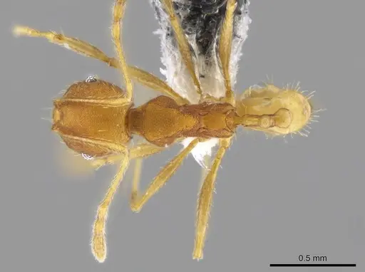 Pheidole machaquila specimen CASENT0614275 image casent0614275_1
