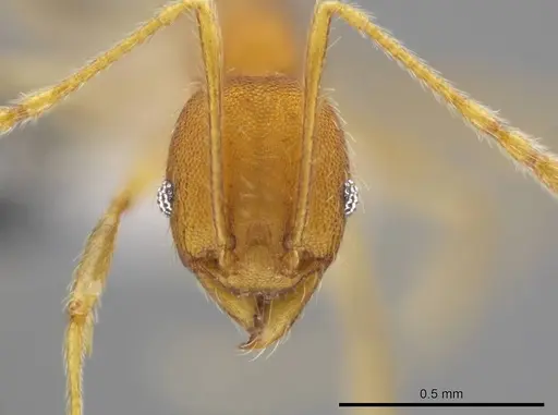 Pheidole machaquila specimen CASENT0614275 image casent0614275_2