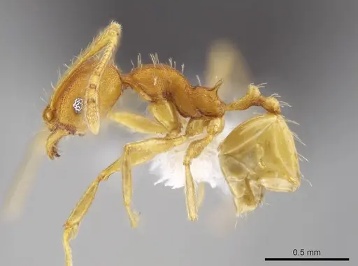 Pheidole machaquila specimen CASENT0614275 image casent0614275_3