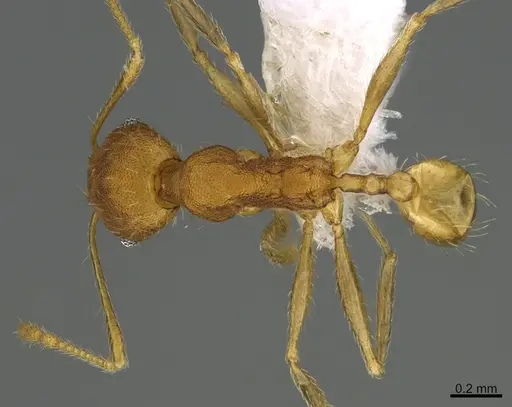 Pheidole machaquila specimen CASENT0614276 image casent0614276_1