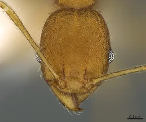 Pheidole machaquila specimen CASENT0614276 image casent0614276_2