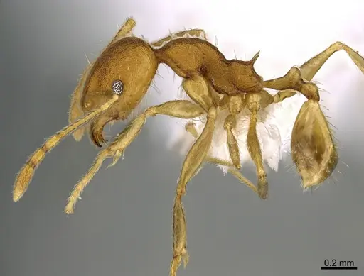 Pheidole machaquila specimen CASENT0614276 image casent0614276_3