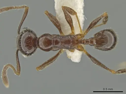 Pheidole machetula specimen CASENT0645822 image casent0645822_1