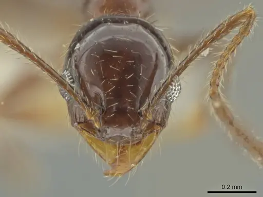 Pheidole machetula specimen CASENT0645822 image casent0645822_2
