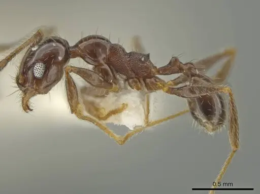 Pheidole machetula specimen CASENT0645822 image casent0645822_3