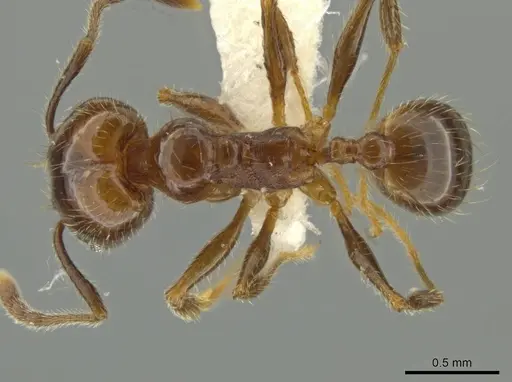 Pheidole machetula specimen JTLC000016442 image jtlc000016442_1