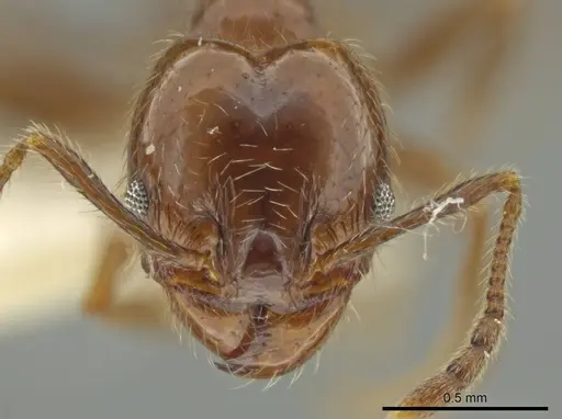 Pheidole machetula specimen JTLC000016442 image jtlc000016442_2