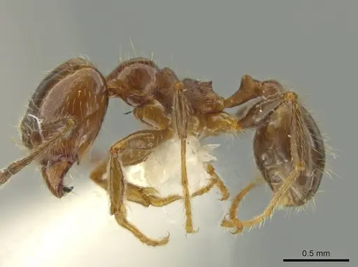 Pheidole machetula specimen JTLC000016442 image jtlc000016442_3