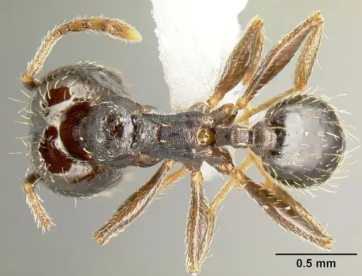 Pheidole mackayi specimen JTLC000007339 image jtlc000007339_1