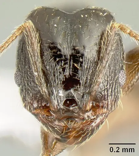 Pheidole mackayi specimen JTLC000007339 image jtlc000007339_2