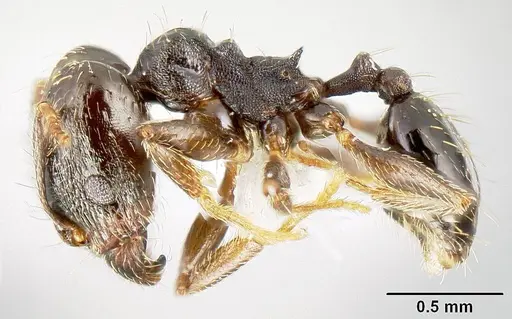 Pheidole mackayi specimen JTLC000007339 image jtlc000007339_3