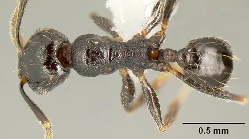 Pheidole mackayi specimen JTLC000007340 image jtlc000007340_1