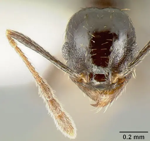 Pheidole mackayi specimen JTLC000007340 image jtlc000007340_2
