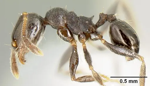 Pheidole mackayi specimen JTLC000007340 image jtlc000007340_3