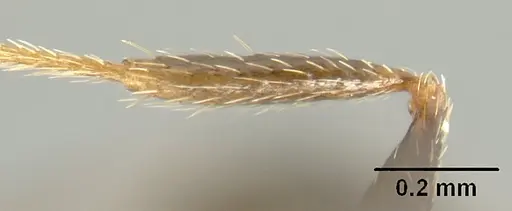 Pheidole mackayi specimen JTLC000007340 image jtlc000007340_4