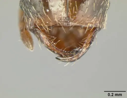Pheidole mackayi specimen JTLC000007341 image jtlc000007341_1