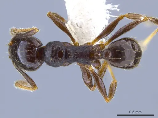 Pheidole mackayi specimen JTLC000007342 image jtlc000007342_1
